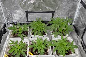 Ultimate Guide to Autoflower Seeds Everything You Need to Know Ultimate Guide to Autoflower Seeds Everything You Need to Know