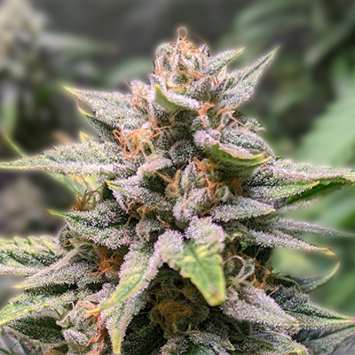Ultimate Guide to Autoflower Seeds Everything You Need to Know Ultimate Guide to Autoflower Seeds Everything You Need to Know